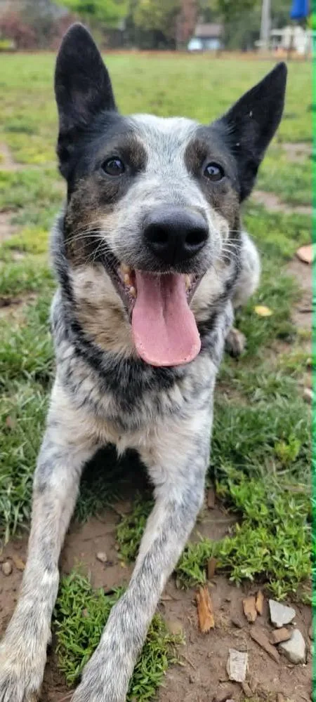 An adult medium-sized female Cattle Dog dog named Mystery for adoption in Santa Rosa, CA