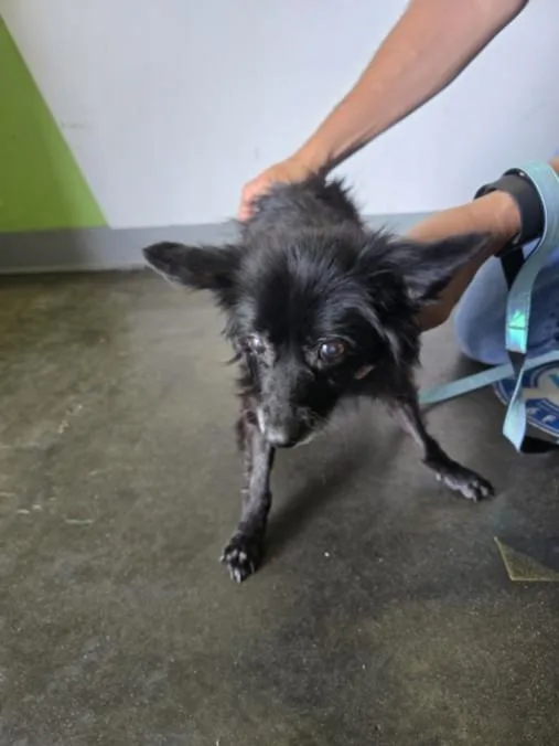 A senior small-sized female Pomeranian dog named Moonpie for adoption in Los Angeles, CA
