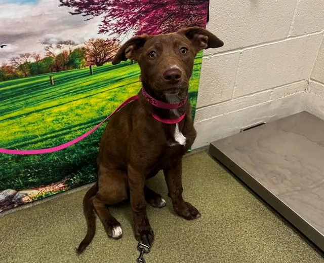 A young small-sized female Border Collie dog named A for adoption in Moreno Valley, CA