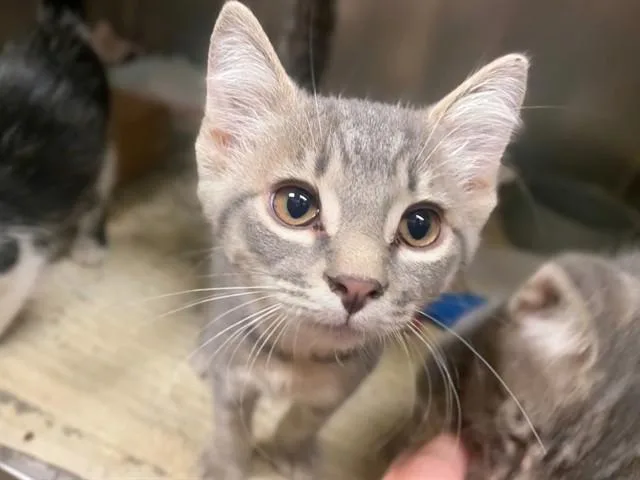A baby small-sized male Domestic Short Hair cat named Baby for adoption in Fort Wayne, IN