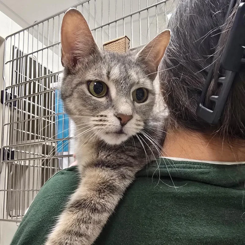 An adult medium-sized female Gray / Blue / Silver Domestic Short Hair cat named Mama Pasta for adoption in Fairport, NY