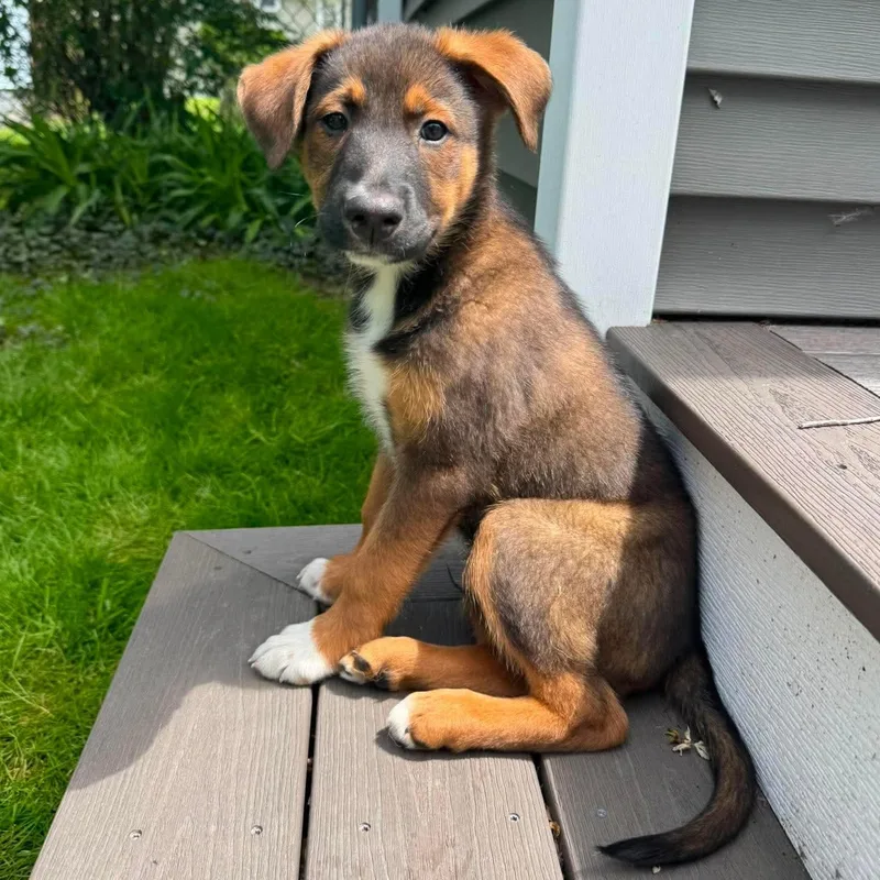 Shiloh
