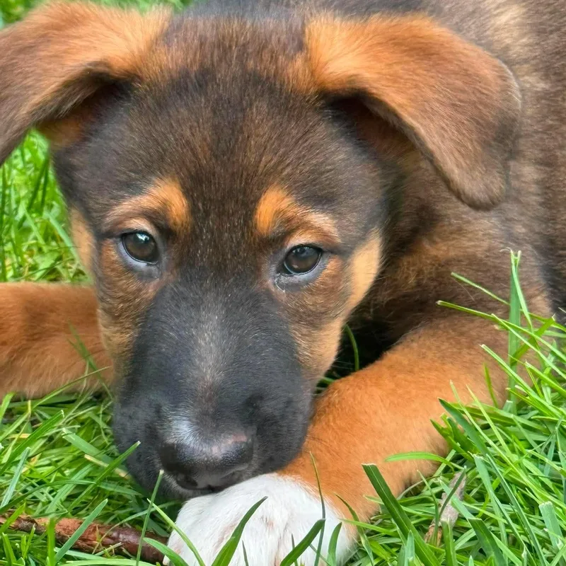 Shiloh thumbnail 2