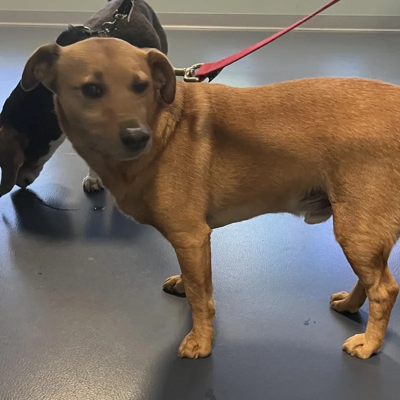 An adult small-sized male Brown / Chocolate Jack Russell Terrier dog named Gavin for adoption in Greensboro, NC