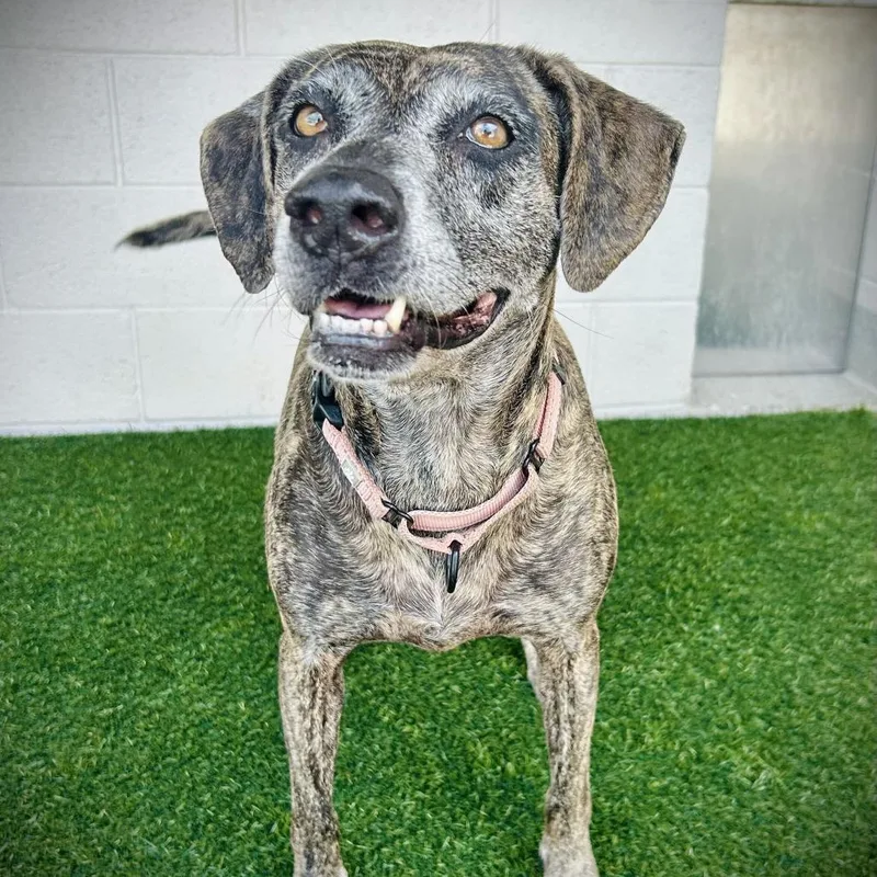 A senior medium-sized female Mountain Cur dog named Oakley for adoption in Englewood, FL