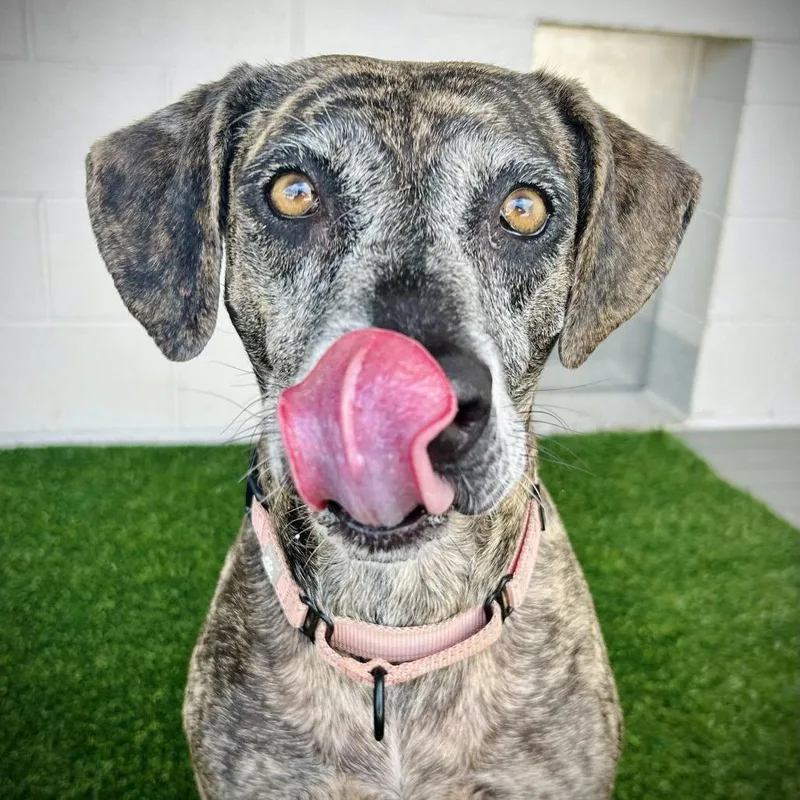 Oakley thumbnail 5
