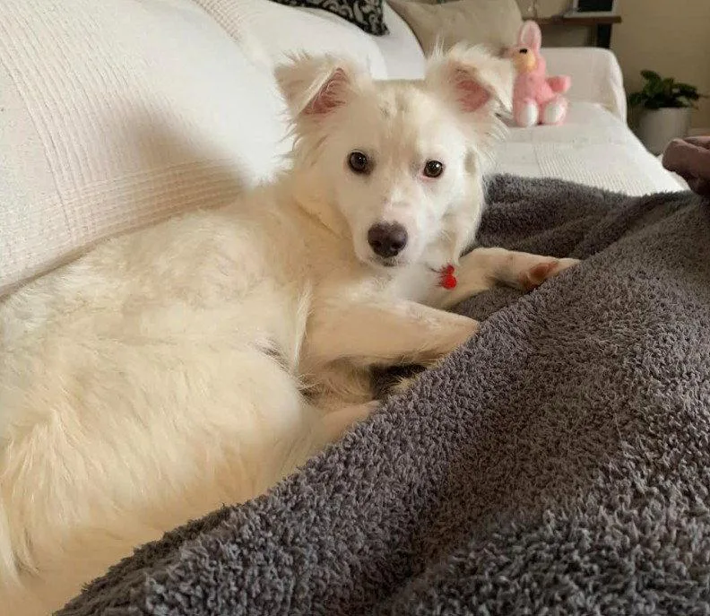 An adult small-sized female Terrier dog named Alexis for adoption in San Diego, CA