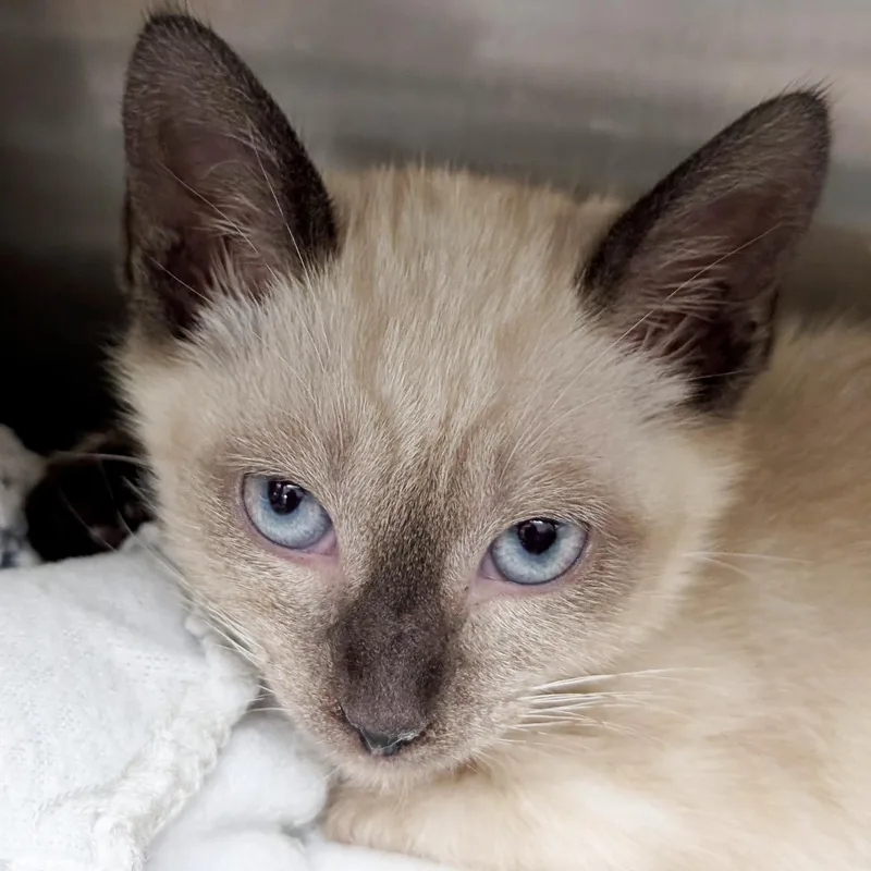 A baby medium-sized male Seal Point Domestic Short Hair cat named Shoelace  Reduced Fee for adoption in Jefferson, WI