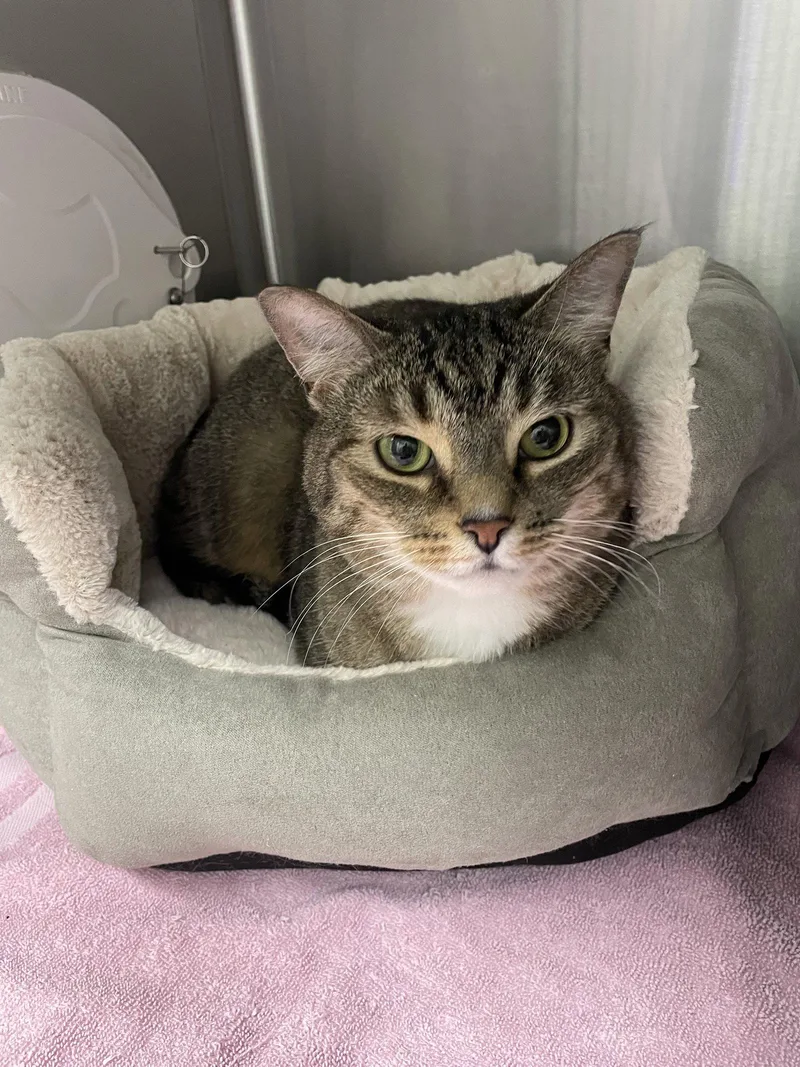 An adult medium-sized female Tabby cat named Kj for adoption in Georgetown, KY