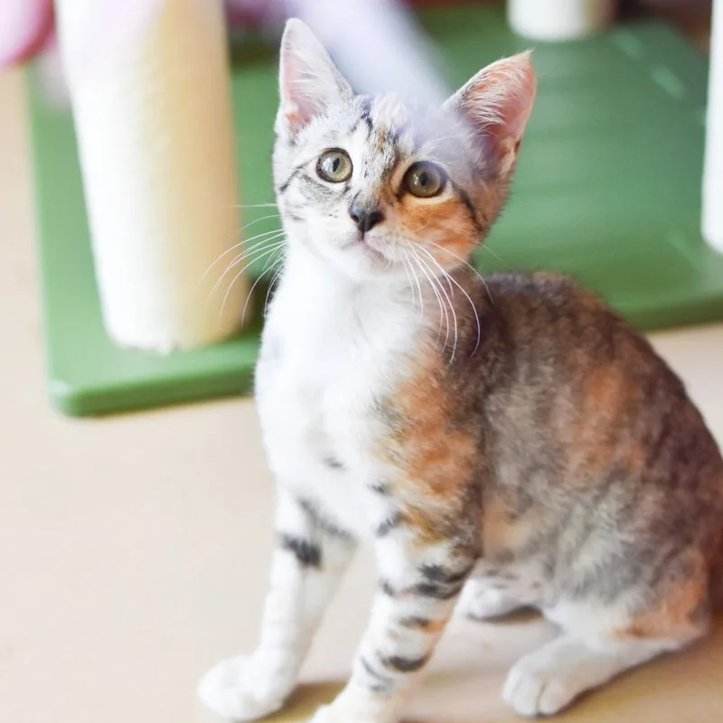 Moppet