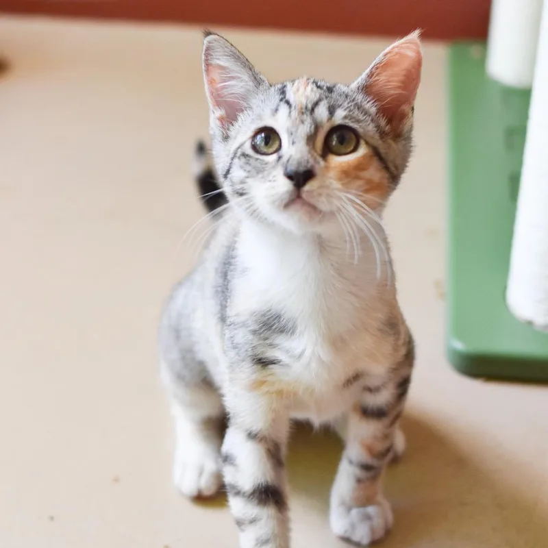 Moppet thumbnail 4