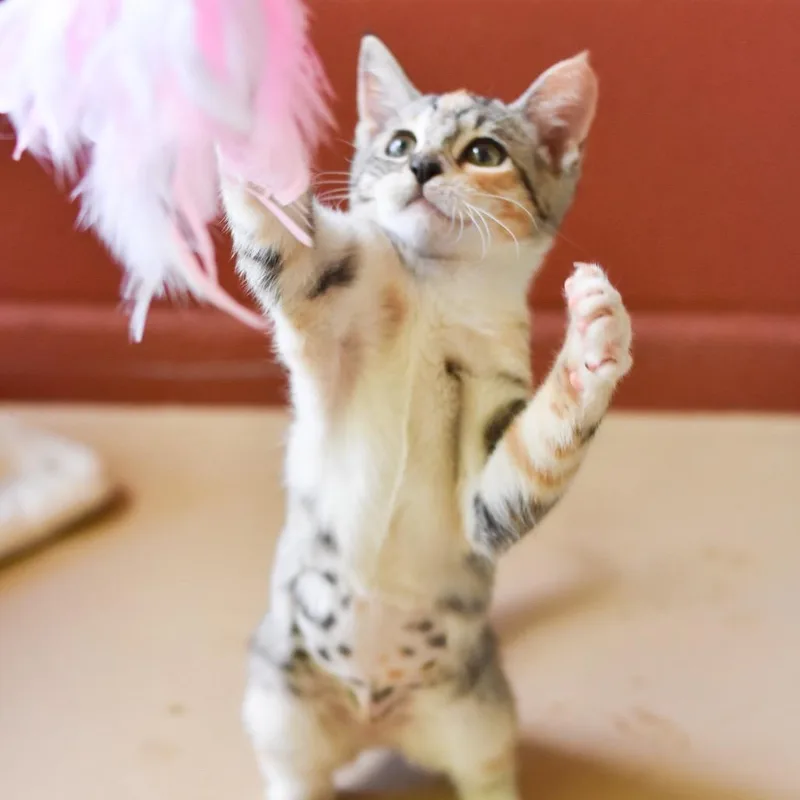 Moppet thumbnail 5