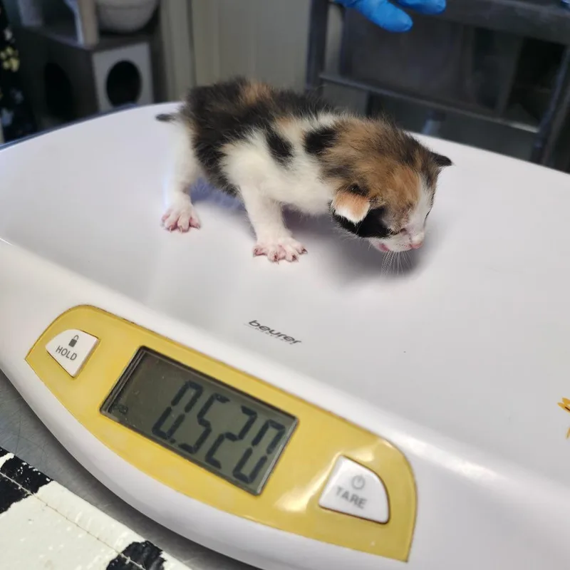 A baby small-sized female Calico Domestic Short Hair cat named Rainbow for adoption in Mount Juliet, TN