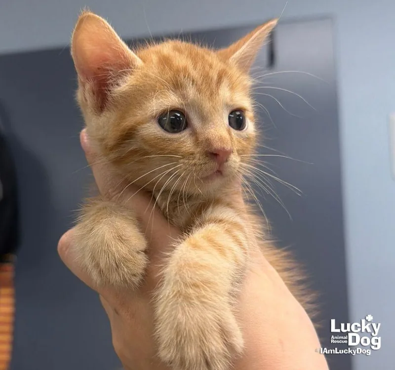 A baby medium-sized male Orange / Red Domestic Short Hair cat named Ezra for adoption in Washington, DC