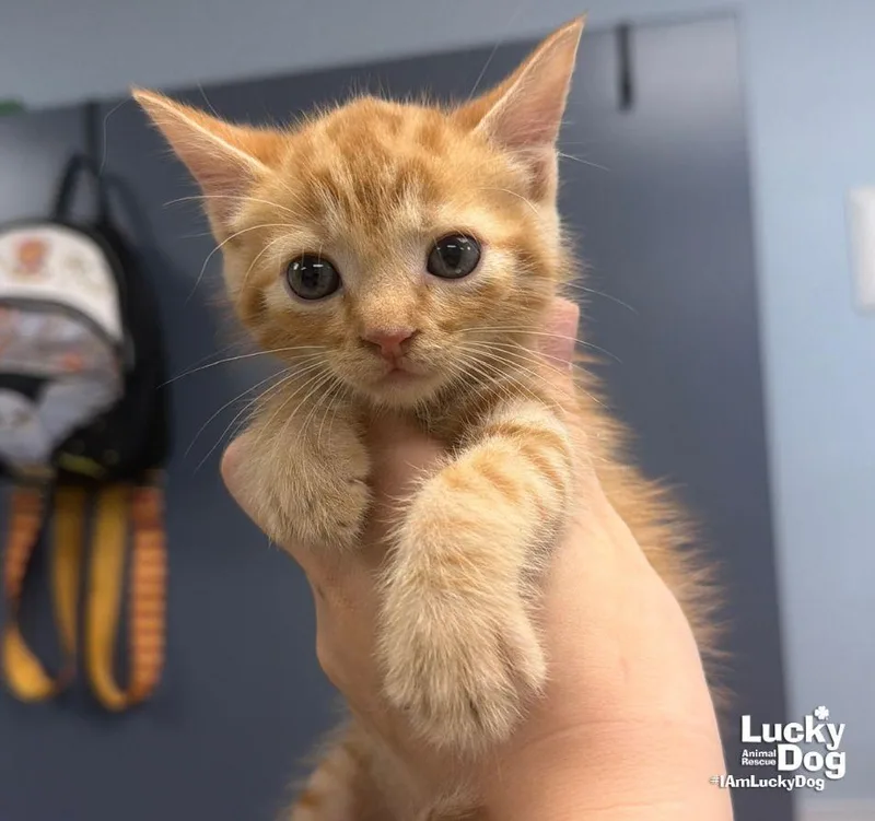 Ezra thumbnail 2