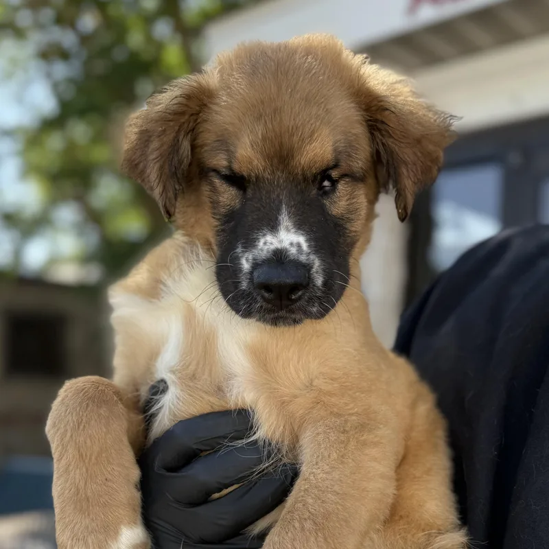 A baby medium-sized male Tricolor (Brown, Black, & White) Retriever dog named Sprig for adoption in Columbia, SC