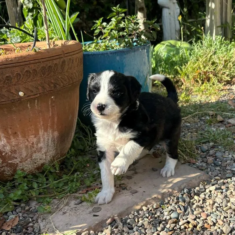 A baby small-sized male Black Border Collie dog named Luke for adoption in San Diego, CA