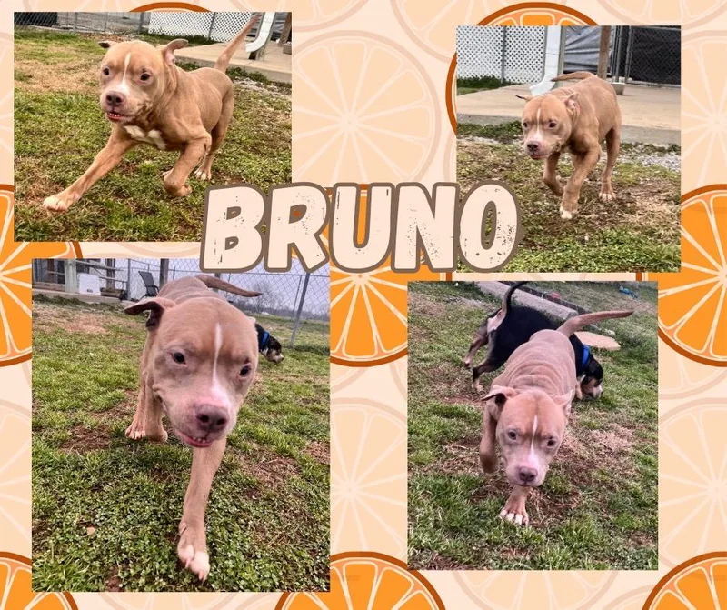 Bruno