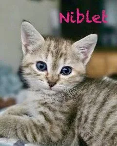 A baby medium-sized female Domestic Short Hair cat named Niblet for adoption in Reston, VA