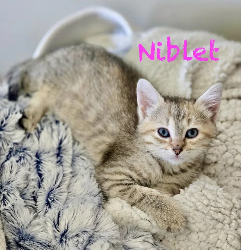 Niblet thumbnail 2