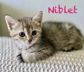 Niblet thumbnail 3