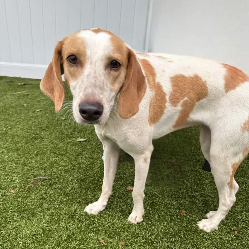 An adult medium-sized female Coonhound dog named Maybelle for adoption in New Bedford, MA