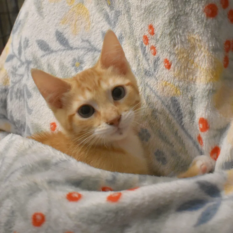 A baby small-sized male Tabby (Orange / Red) Tabby cat named Andy for adoption in Gilbert, AZ
