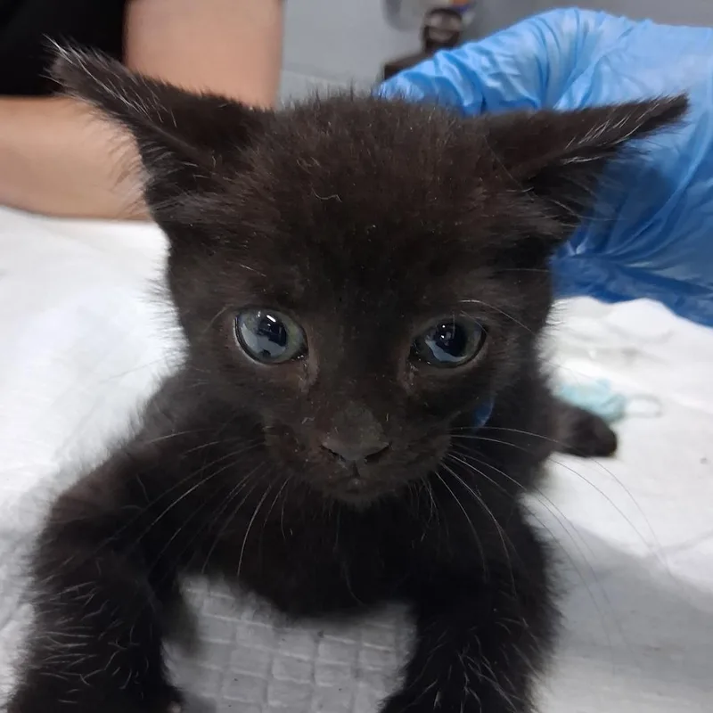 A baby small-sized male Black Domestic Short Hair cat named Kobe for adoption in Summerville, SC
