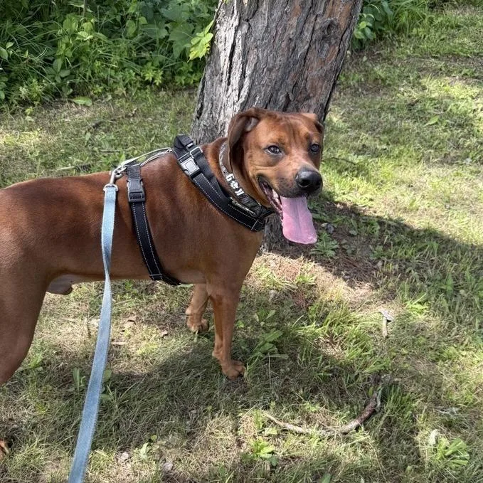 An adult large-sized male Red / Chestnut / Orange Redbone Coonhound dog named Buddy for adoption in South Burlington, VT
