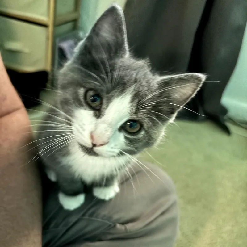 A baby small-sized male Domestic Medium Hair cat named Sonny for adoption in Fairfax, VA