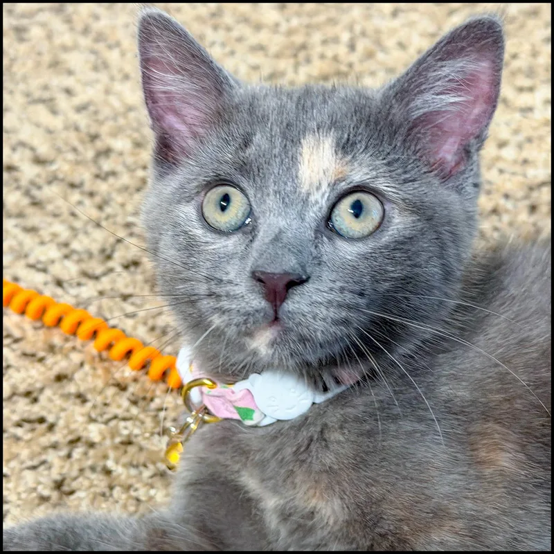 A young medium-sized female Dilute Tortoiseshell Domestic Short Hair cat named Brisa for adoption in Roswell, GA