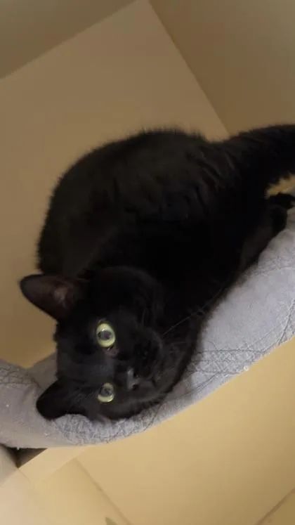 An adult medium-sized female Domestic Short Hair cat named Luna for adoption in Pequot Lakes, MN