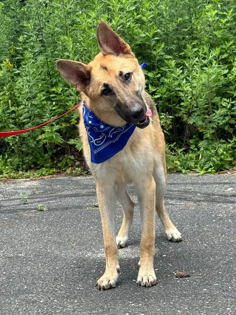 A young large-sized male German Shepherd Dog dog named Amadis for adoption in Old Westbury, NY