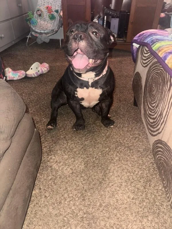 An adult medium-sized female Black Mixed Breed dog named Fiona for adoption in Cincinnati, OH