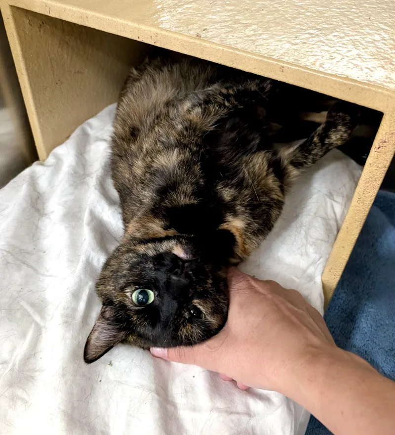 An adult medium-sized female Tortoiseshell cat named Danielle for adoption in San Juan Capistrano, CA