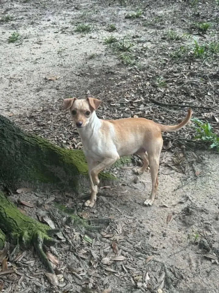 A young small-sized female Yellow / Tan / Blond / Fawn Chihuahua dog named ShyAnn for adoption in Navarre, FL