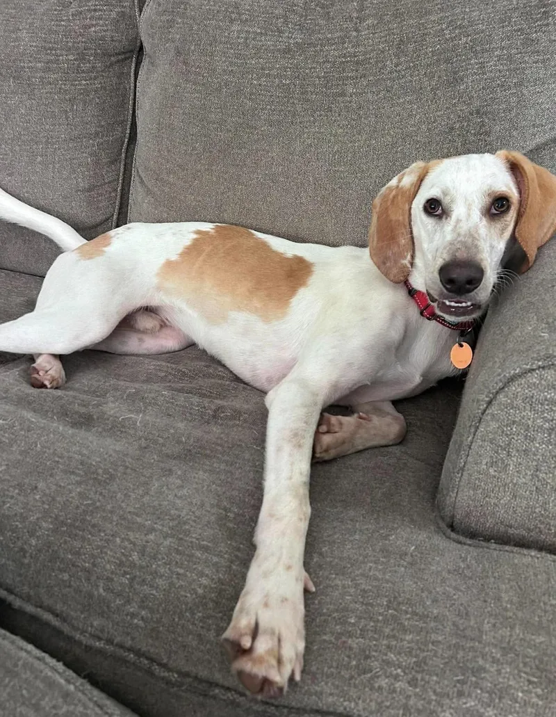A young medium-sized male Apricot / Beige American Foxhound dog named Benny for adoption in Vanceboro , NC