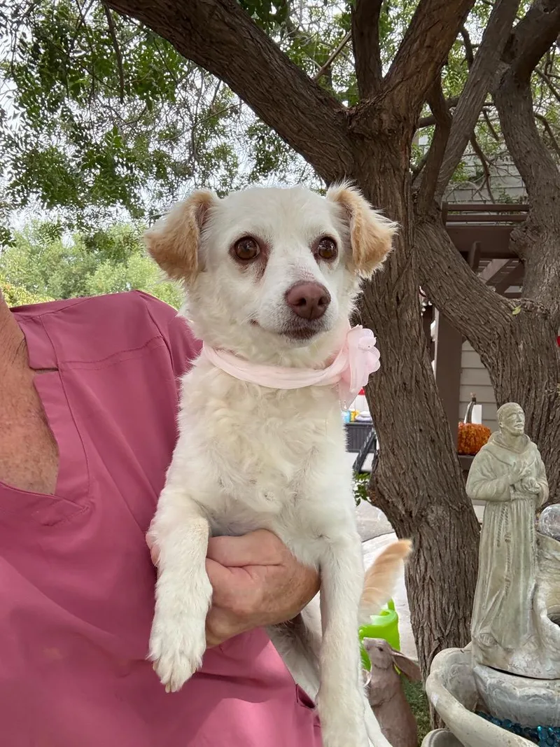 A young small-sized female Miniature Poodle dog named Leann for adoption in Temecula, CA