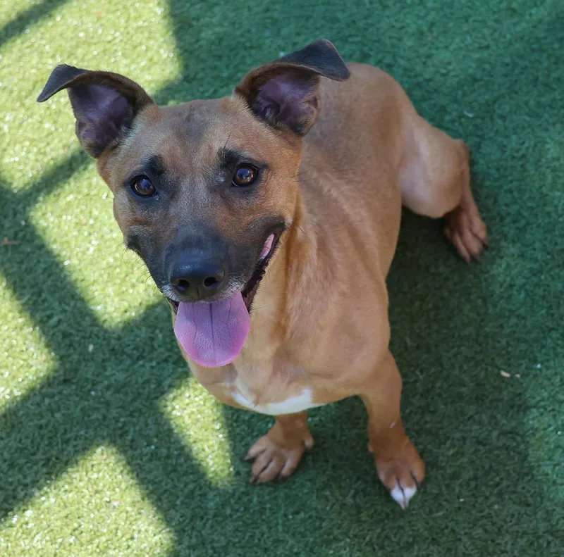 An adult medium-sized male Black Mouth Cur dog named Cashew for adoption in Harrison, NY