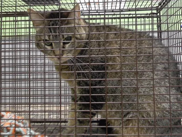 An adult small-sized male Domestic Short Hair cat named Festus for adoption in Omaha, NE