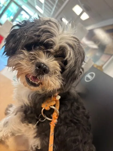 A senior small-sized female Shih Tzu dog named Julia for adoption in Van Nuys, CA