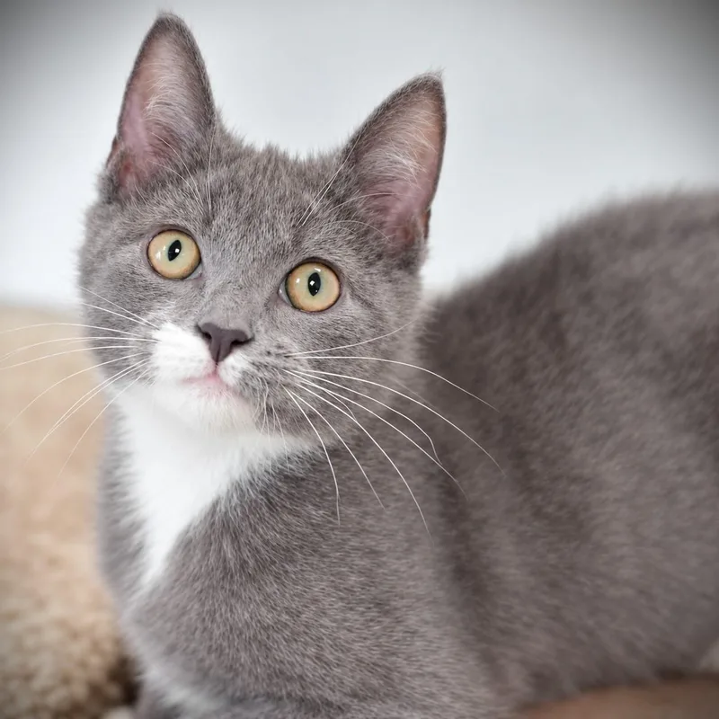 A baby small-sized male Domestic Short Hair cat named Jacob for adoption in Amsterdam, NY