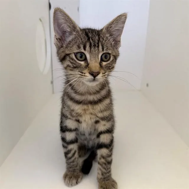 A baby small-sized male Domestic Short Hair cat named Mojo for adoption in Ontario, CA