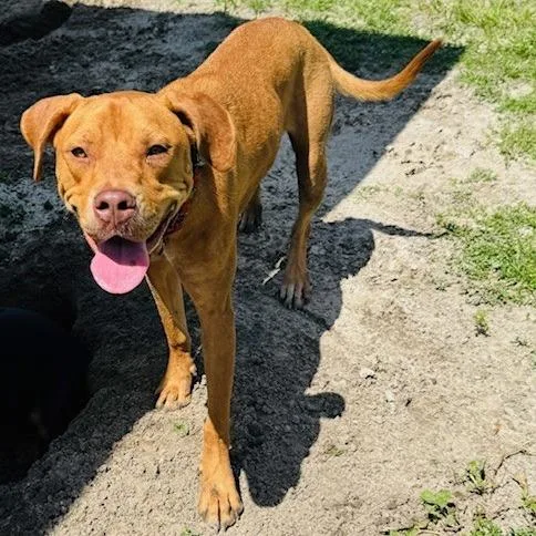 Gracie Lou thumbnail 4