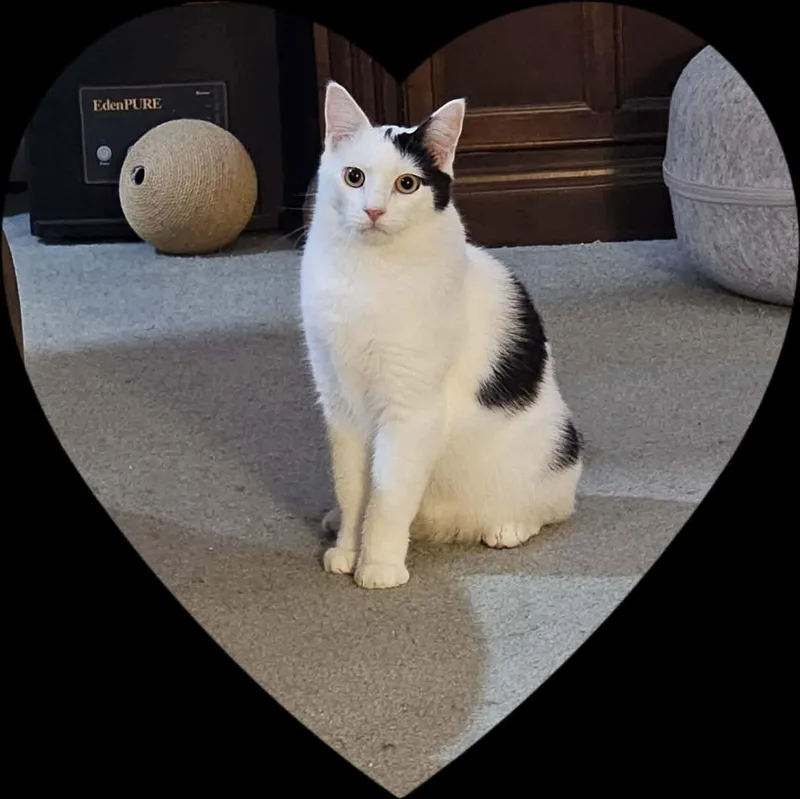 An adult medium-sized male Black & White / Tuxedo Domestic Medium Hair cat named Nick for adoption in Reading, PA