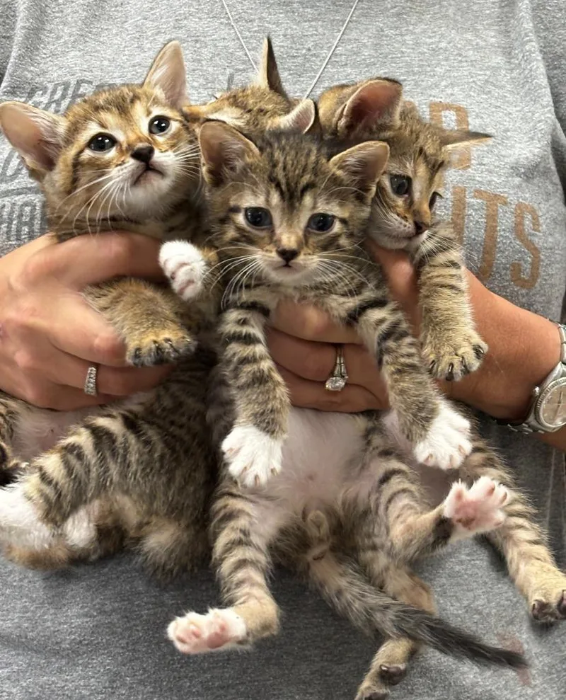 A baby medium-sized male Domestic Short Hair cat named Sycamore for adoption in Sorrento, LA
