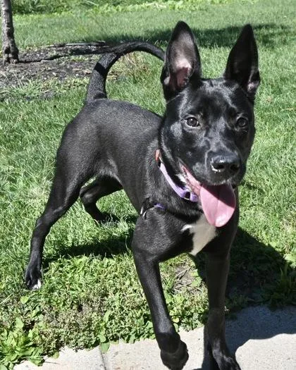 A young medium-sized male Belgian Shepherd / Malinois dog named Knox for adoption in West Seneca, NY