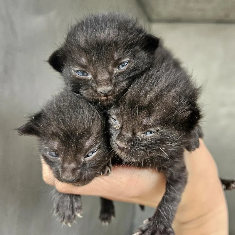 A baby small-sized female Black Domestic Short Hair cat named Xtra Kisses for adoption in Austin, TX