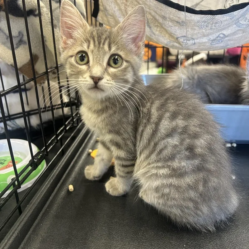 A baby small-sized female Gray / Blue / Silver Domestic Short Hair cat named Spud for adoption in Calimesa, CA