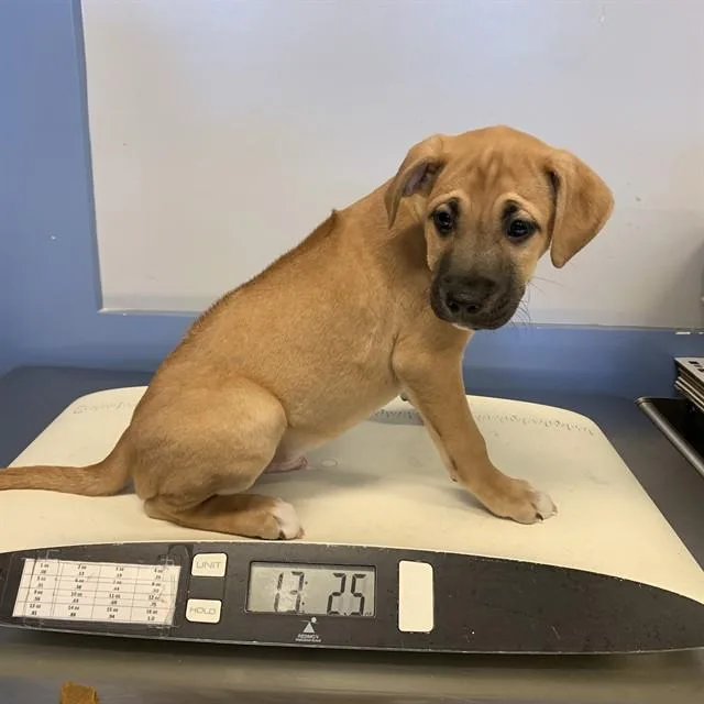 A baby small-sized male Rhodesian Ridgeback dog named A for adoption in San Jose, CA
